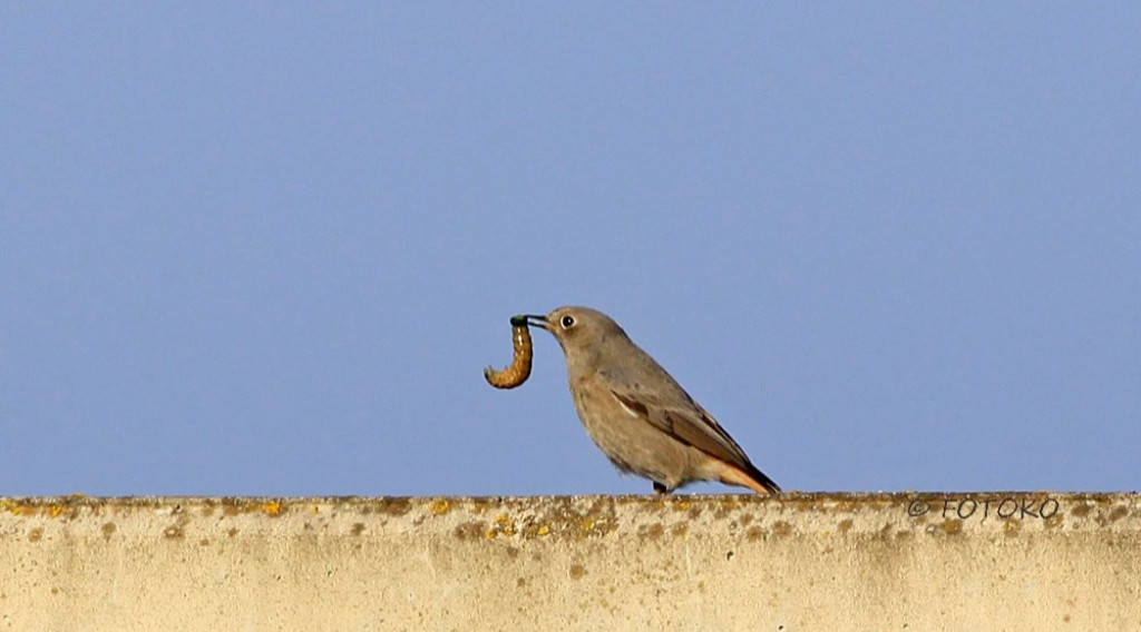 Afbeelding bij Hoe herken je Emelten en Engerlingen?
