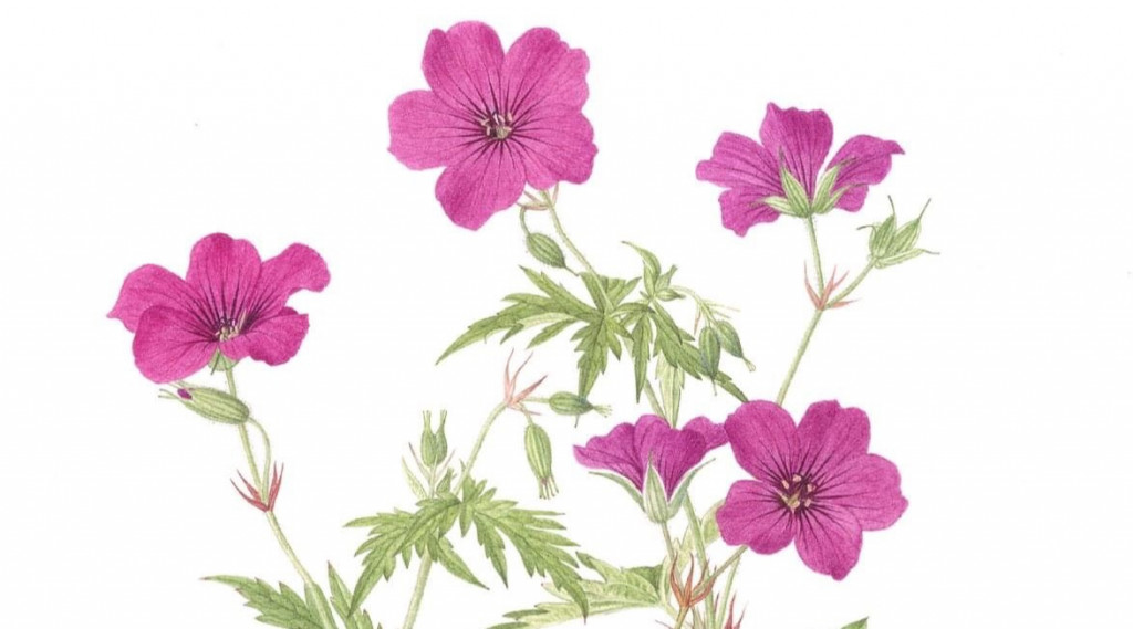 Afbeelding bij Geranium  Ooievaarsbek soorten