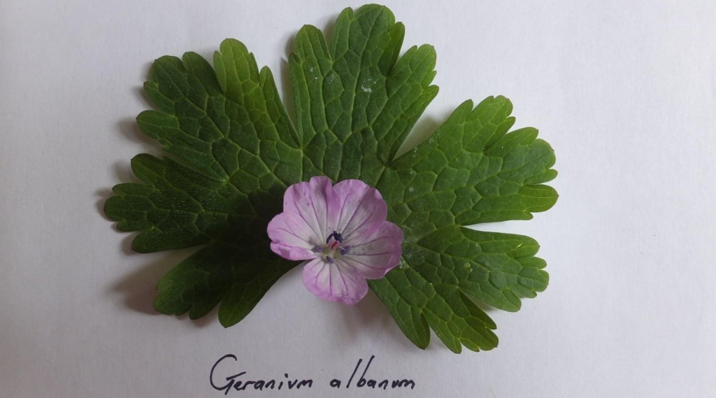 Afbeelding bij Geranium  Ooievaarsbek soorten