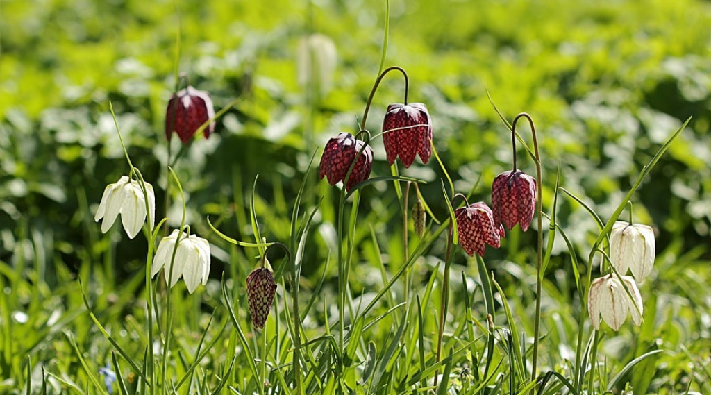 Afbeelding bij De Kievitsbloem