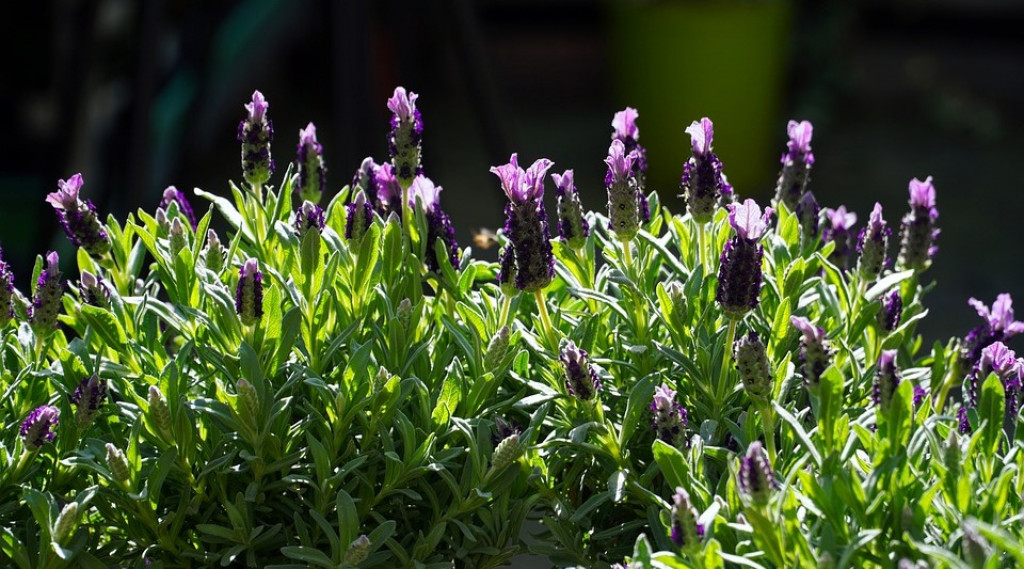 Afbeelding bij Lavendel snoeien voorjaar