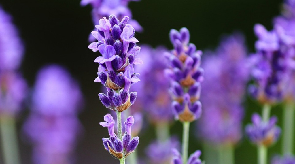 Afbeelding bij Lavendel snoeien voorjaar