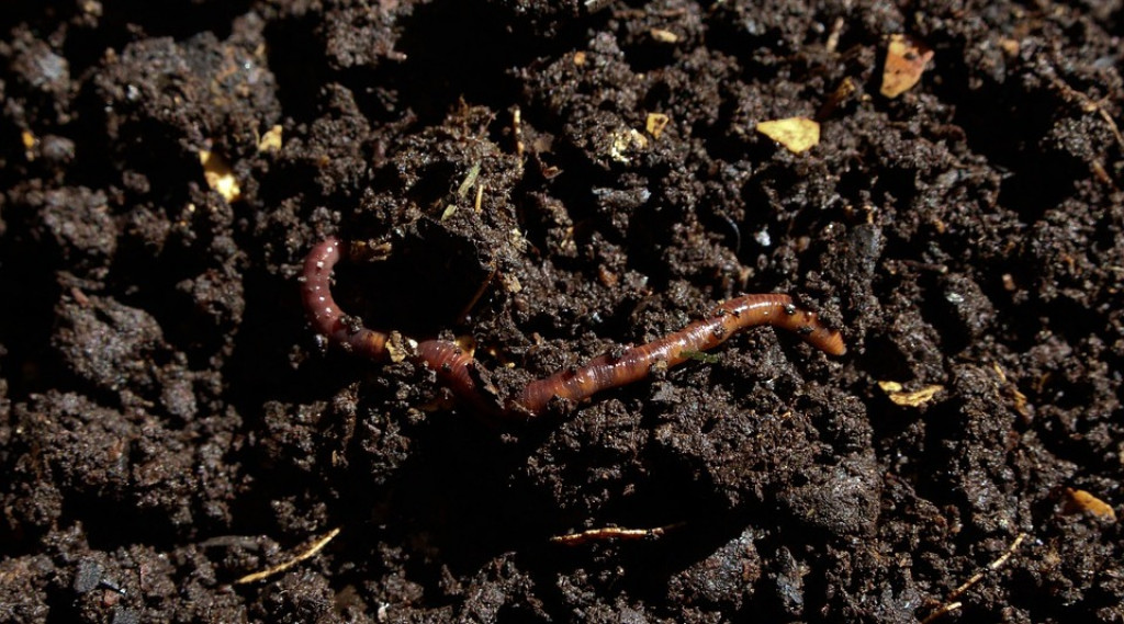 Afbeelding bij Bodemleven van ruw materiaal tot voeding voor planten.