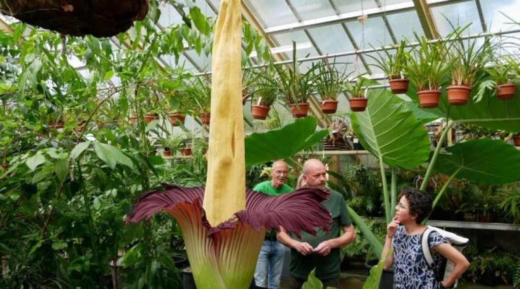 Afbeelding bij Amorphophallus titanum - penisplant hortus Leiden