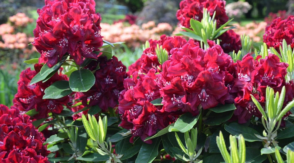 Afbeelding bij Het najaar: een geschikte planttijd voor Rhododendron