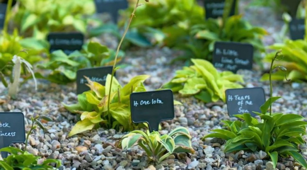 Afbeelding bij Gardeners World 2024 Aflevering 4 – viert de diversiteit van tuinieren in al zijn vormen.