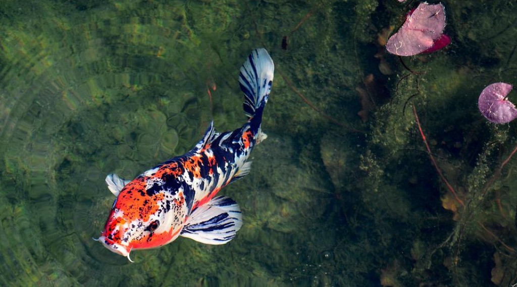 Afbeelding bij Zuurstofplanten voor helder vijverwater en een natuurlijke biodiversiteit
