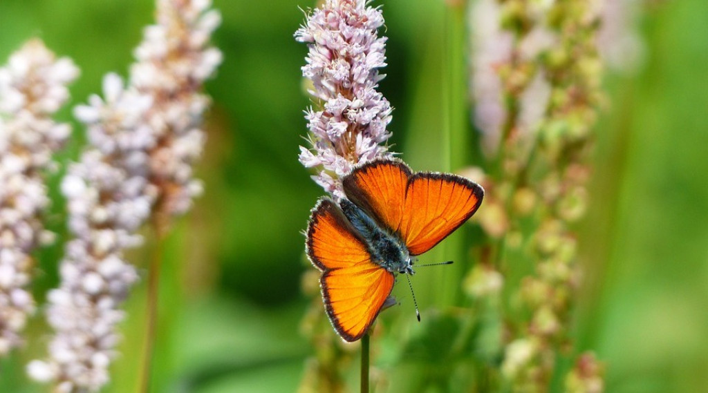 Afbeelding bij Hoe maak ik mijn tuin aantrekkelijk voor vlinders en bijen