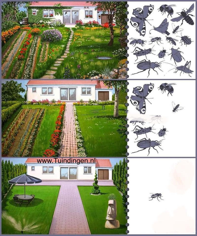 Bijenplanten-natuurlijk-tuinieren-langbloeiende-vaste-planten-lang-bloeiende-vlinder-insectentuin