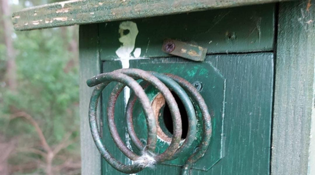Afbeelding bij Spechten pikken jonge vogeltjes uit het nest.