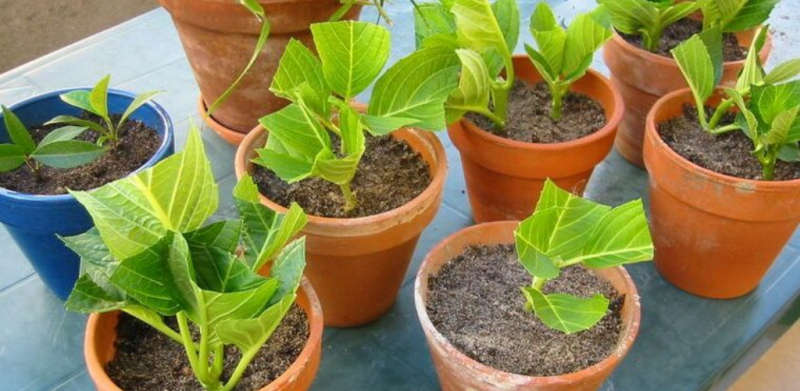 Stekken-maken-hortensia-instructie-uitleg-planten-stekjes