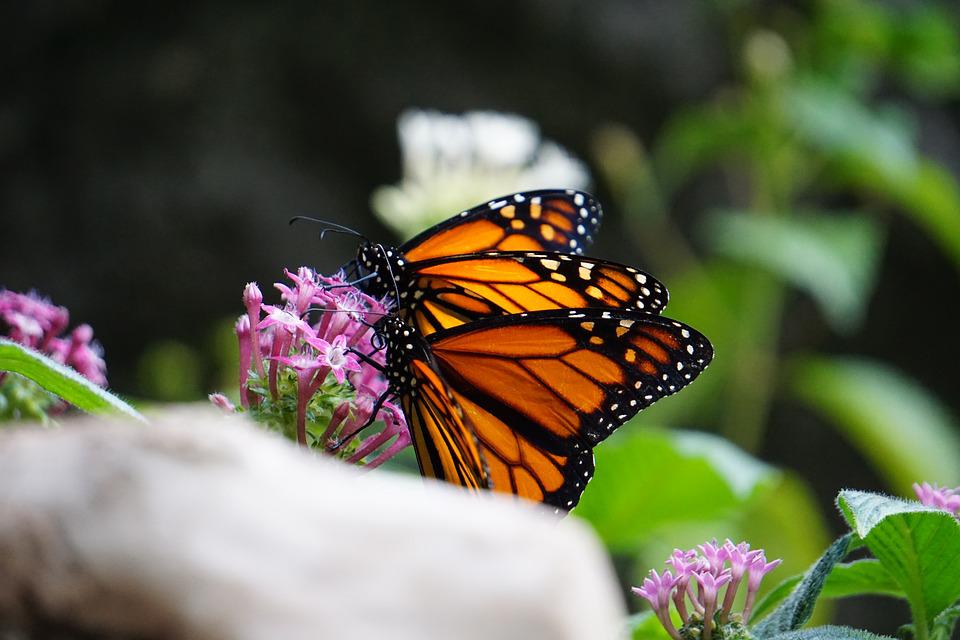 monarch butterfly vlinders jaarlijkse trek