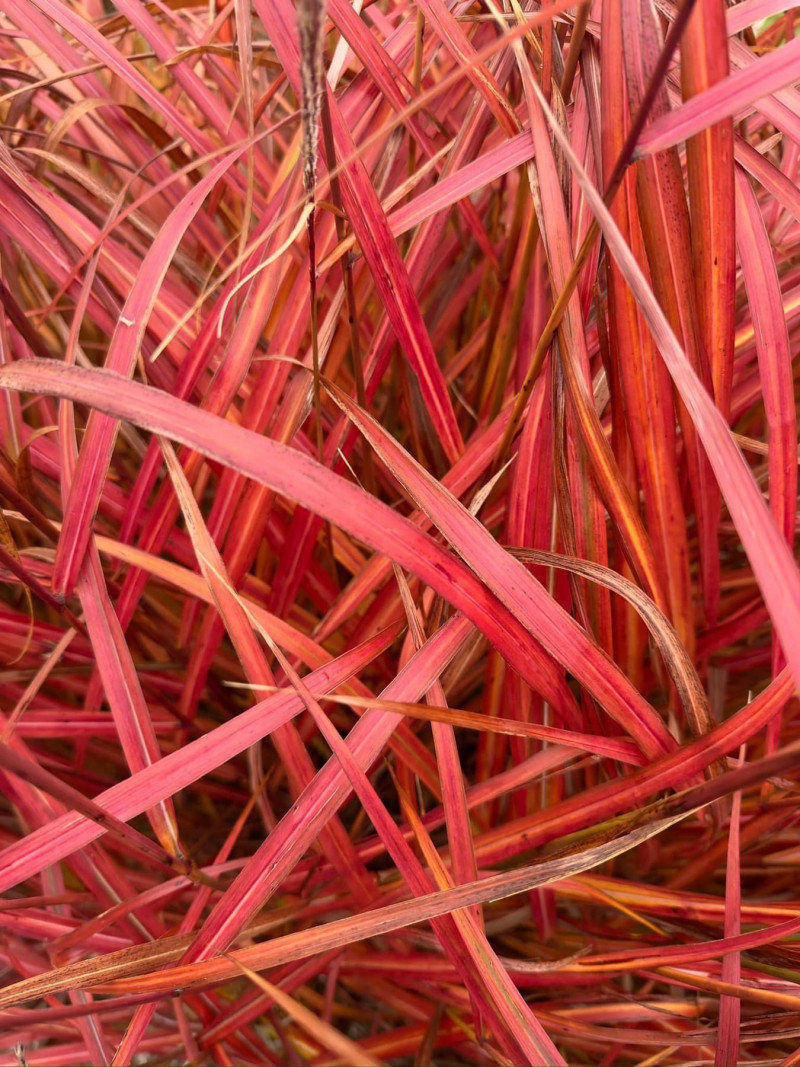 Siergras-rood-herfstverkleuring-sterk-roodgekleurd-soorten-rassen