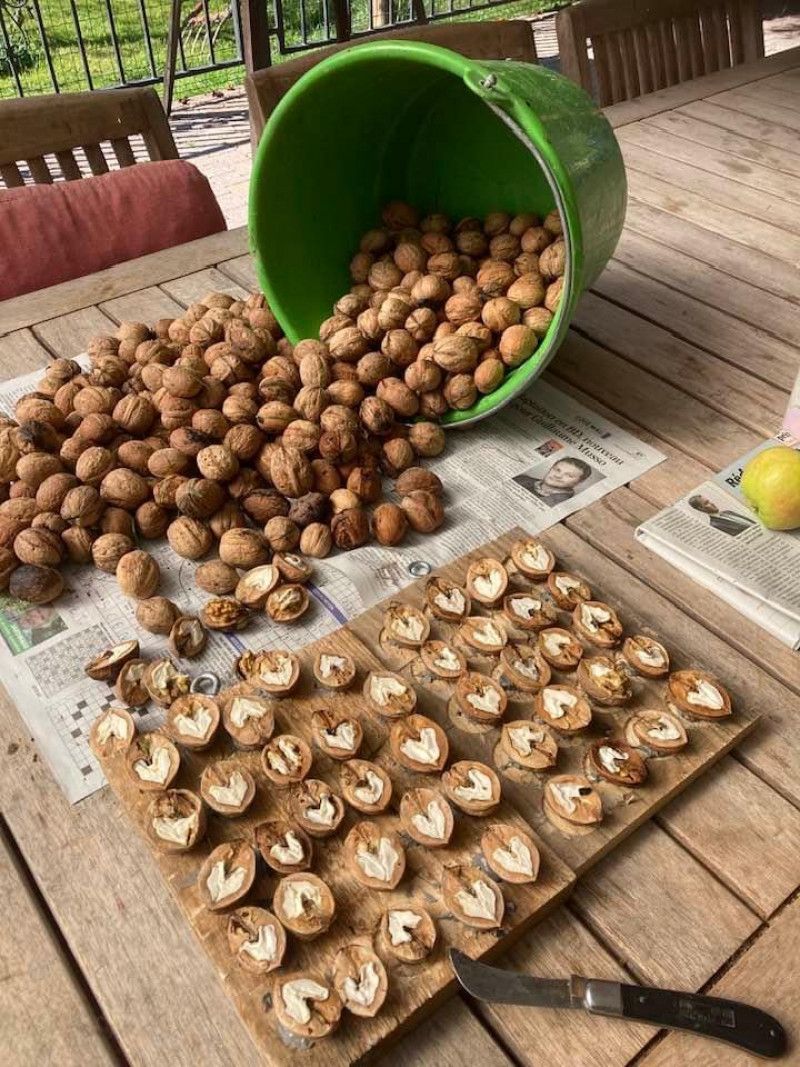 Walnoten in tuin voeren aan vogels Walnoten-vogelvoer-houten-plankje-voederplank-zelf-maken
