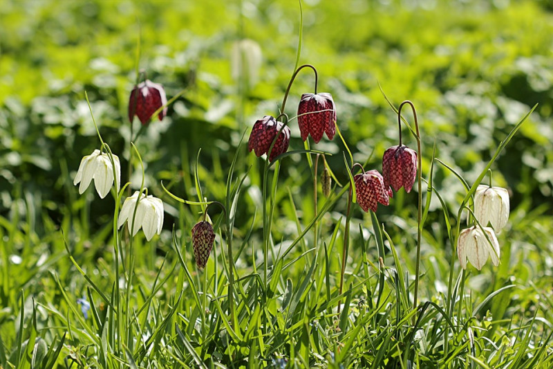 kievits-bloemen-zijn-wilde-tuinbloemen-bloeien-vroege-voorjaar
