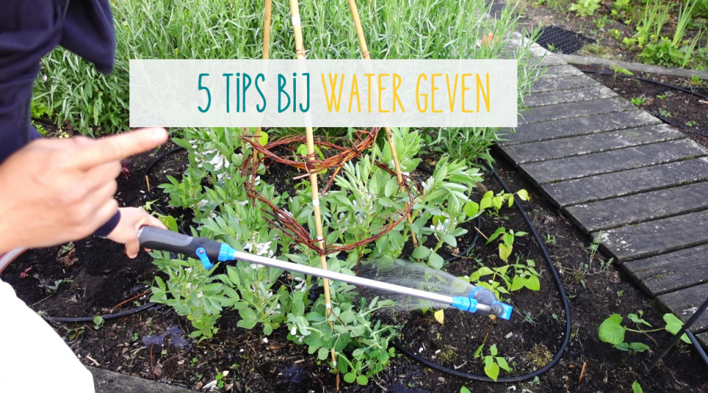 Afbeelding bij 5 tips bij water geven in de (moes)tuin