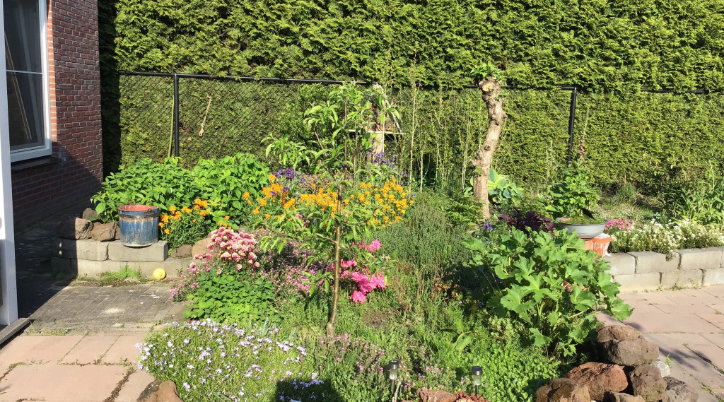 Afbeelding bij Egeltjes adopteren