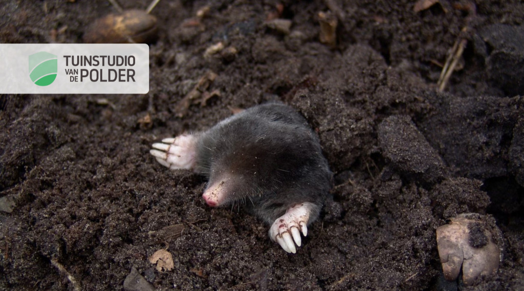 Afbeelding bij Mollen in de tuin: vriend of vijand?