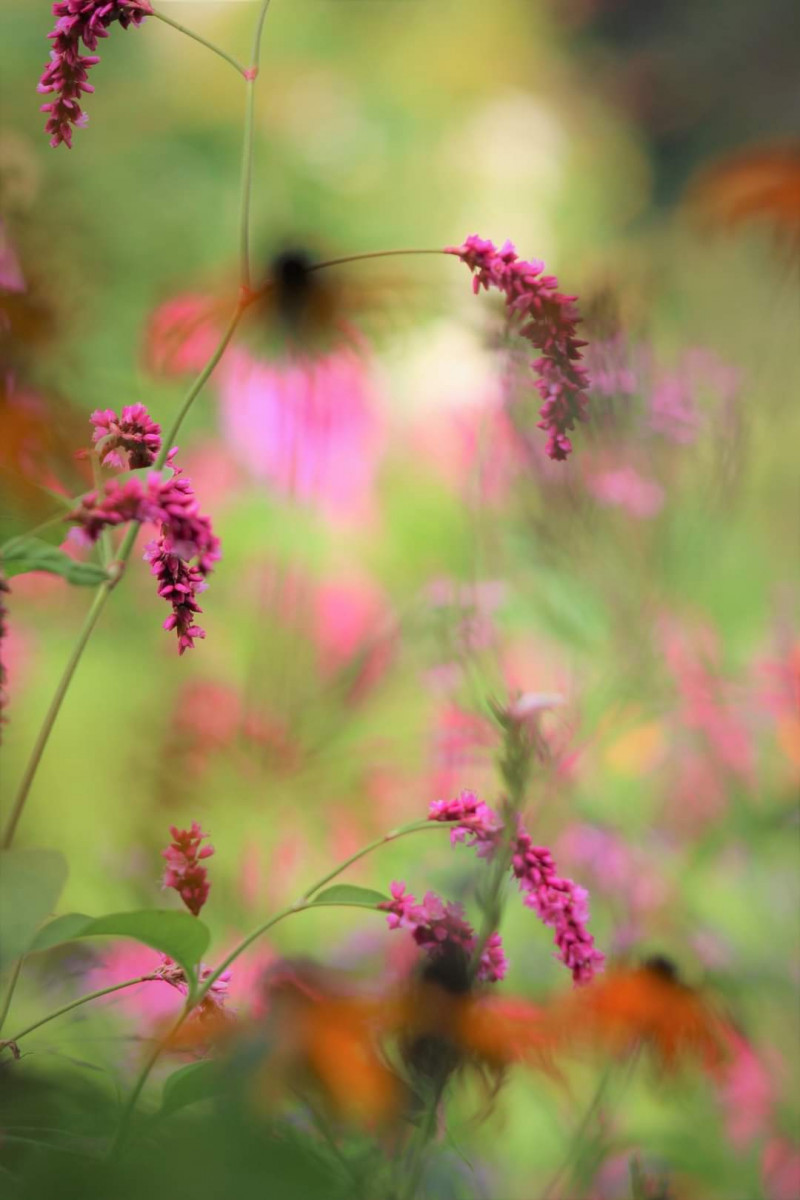 Vaste-border-planten-kleur-roze-paars-langbloeiend 