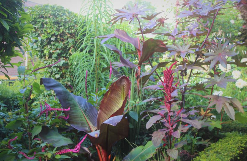 Tropische-borderplanten-rood-bladeren-bladplanten