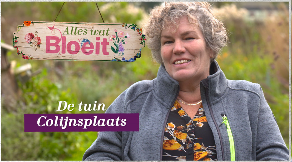Afbeelding bij Colijnsplaats
