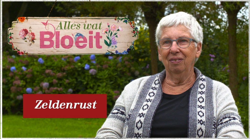 Afbeelding bij Biologische bloemen pluktuin in Drenthe Zeldenrust.