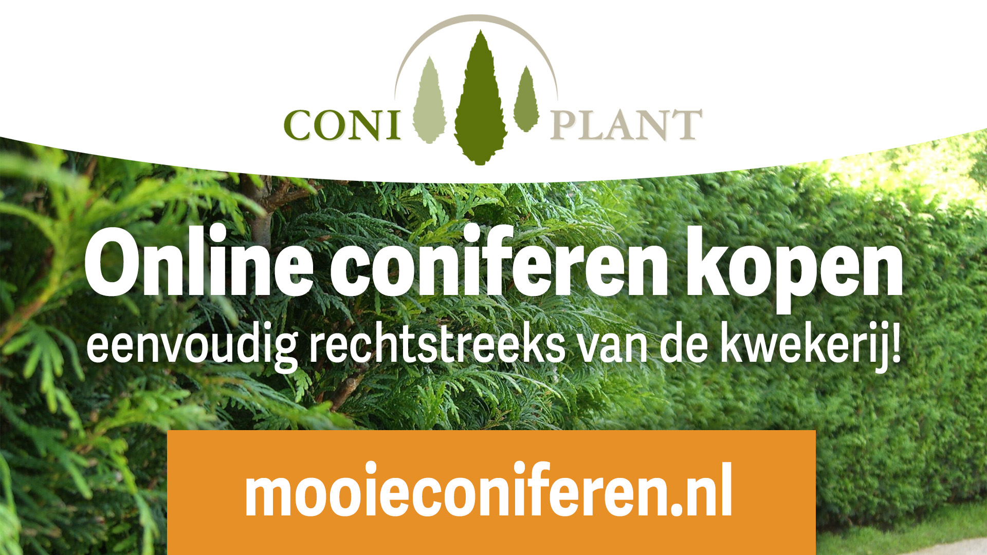 Hoeveel-coniferen-haag-planten-per-meter-aanplanten-plantadvies-berekenen-hoogte-breedte