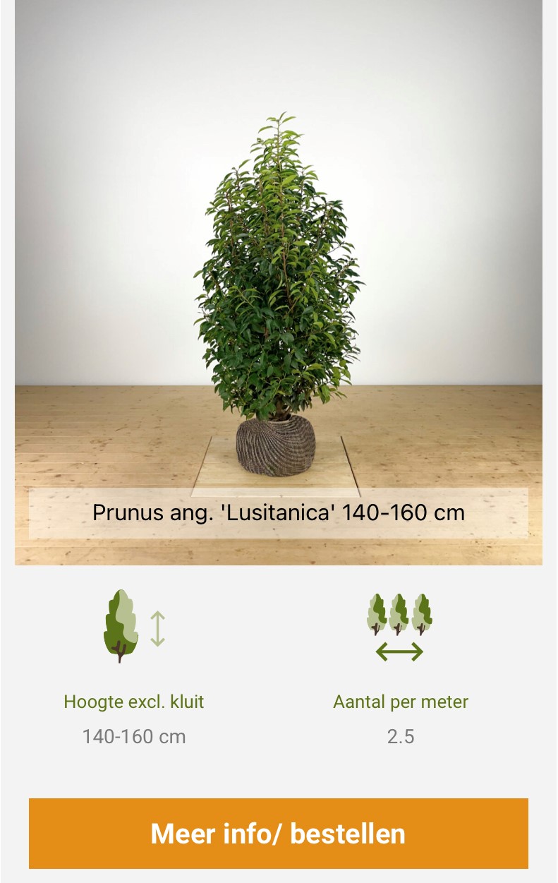 Hoeveel-planten-prunus-per-meter-portugese-laurier-aanplanten