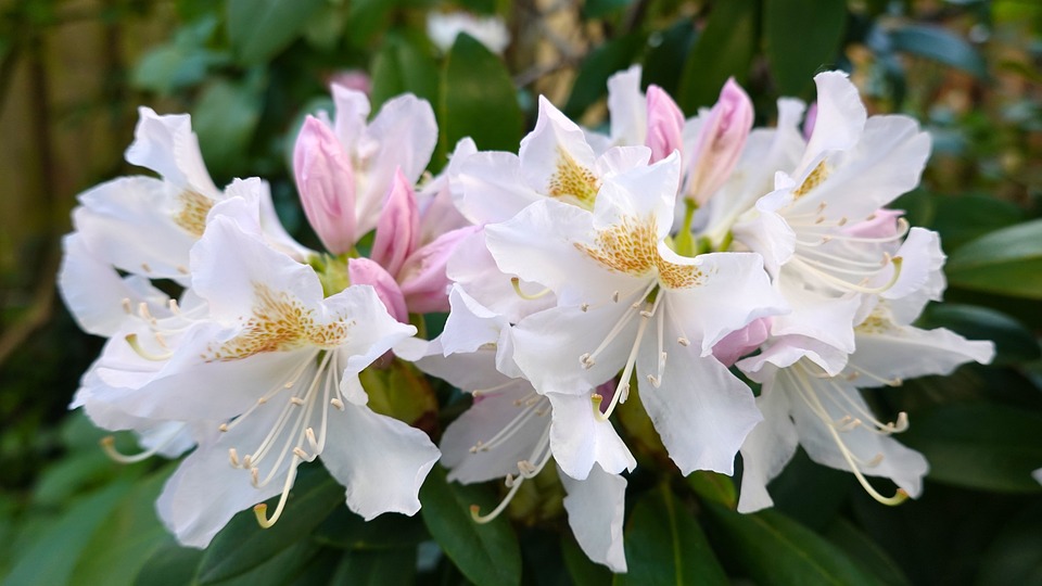 rododendronkweker-kwekerij-Catawbiense-Rododendron-Cunningham’s White - Rhododendron - Nova Zembla - Rhododendron - Roseum Elegans - plantenwebshop - tuincentrum