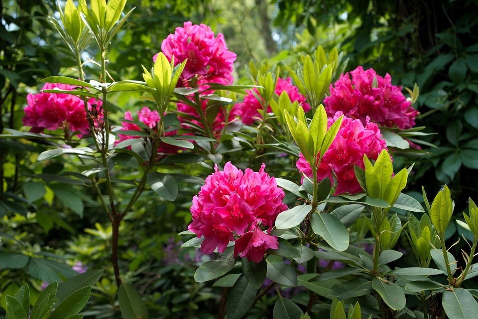 Rhododendronkweker-kwekerij-Catawbiense-Rododendron-Cunningham’s White - Rhododendron - Nova Zembla - Rhododendron - Roseum Elegans - plantenwebshop - tuincentrum - Paars - wit- schaduwplant