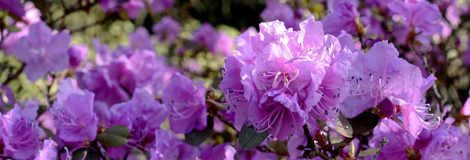 Rhododendronkweker-kwekerij-Catawbiense-Rododendron-Cunningham’s White - Rhododendron - Nova Zembla - Rhododendron - Roseum Elegans - plantenwebshop - tuincentrum