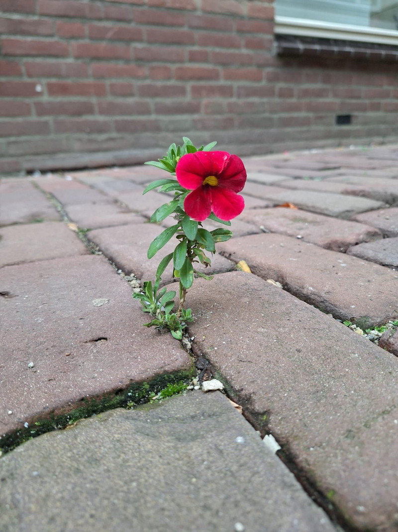 Bloemen-in-de-steden-op-opmerkelijke-vindplaatsen-groeien-tussen