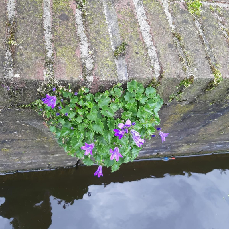 De-kade-muur-zet-de-bloemetjes-buiten