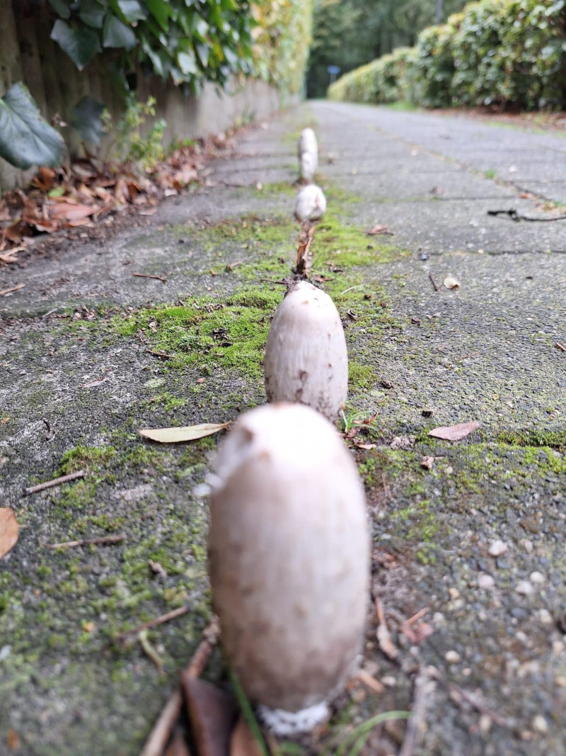 paddenstoelen-die-groeien-tussen-de-straatstenen-tegels-verharding