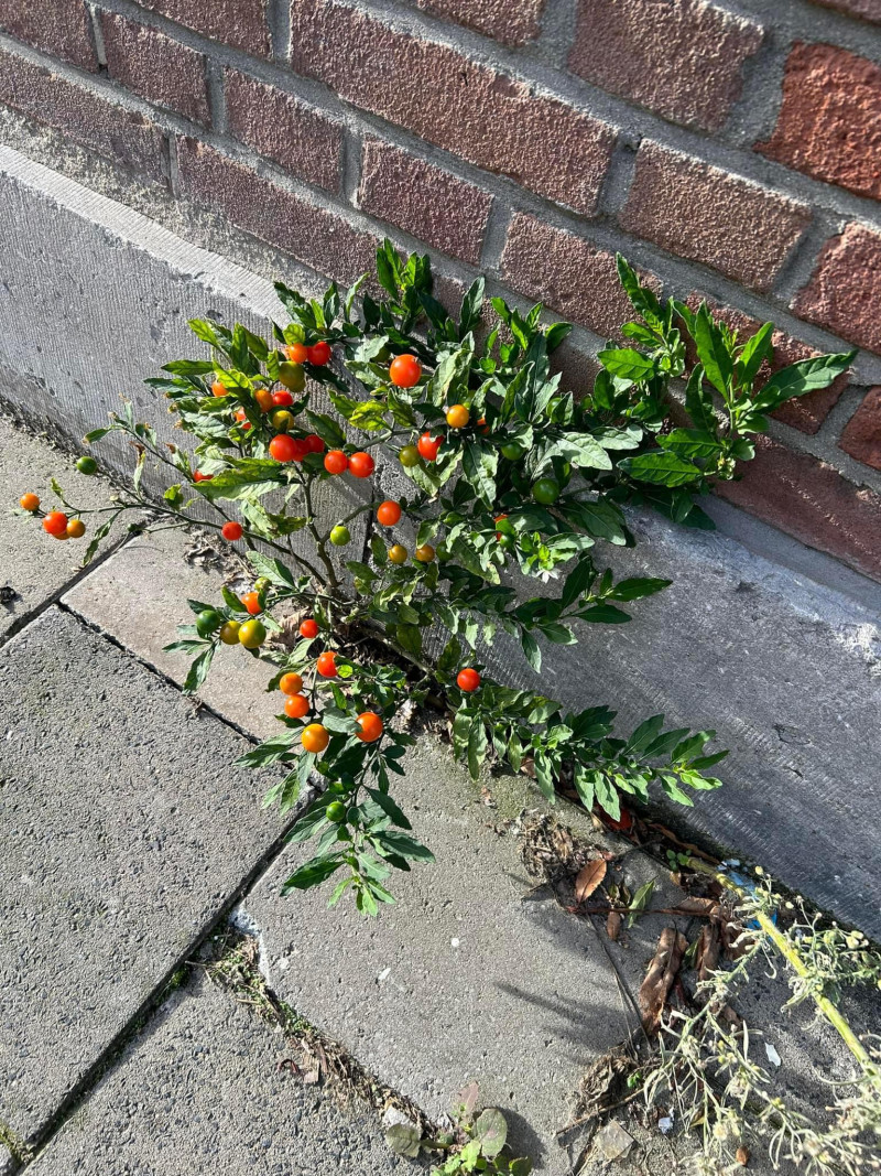 planten-groeien-op-vreemde-plaatsen