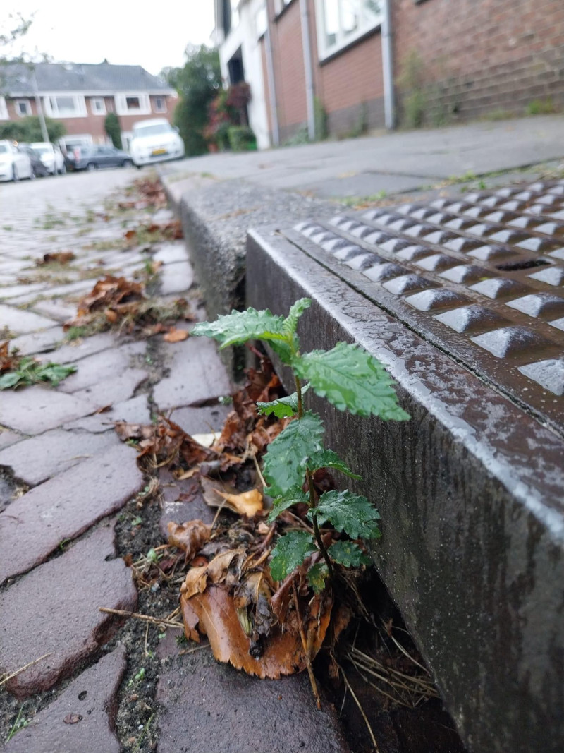 waarom-planten-toch-groeien-tussen-bestrating-door-bestrating