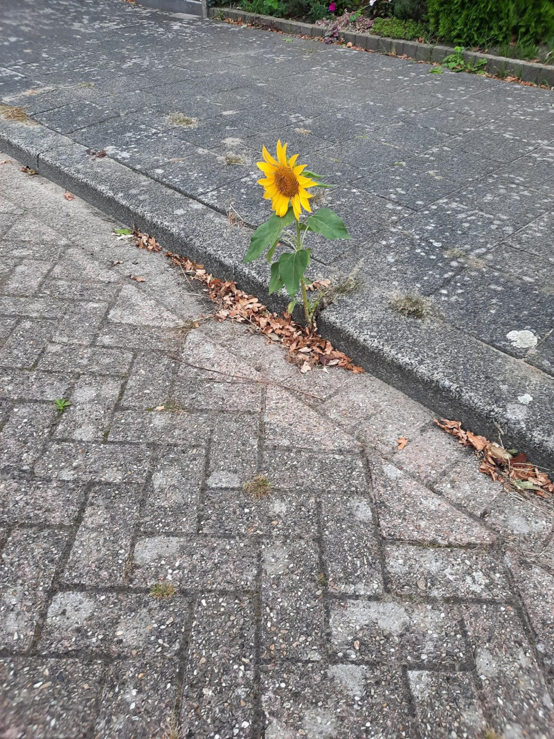 zonnenbloem-zonnebloem-klaarover-groeit-tussen-detegels