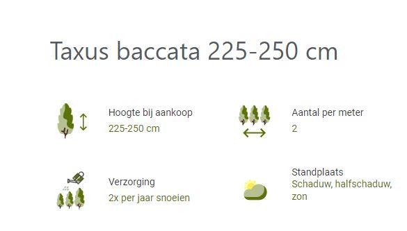 grote-maten-coniferen-taxus-200cm-hoge-haagplanten-plantinfo-per-m2-m1