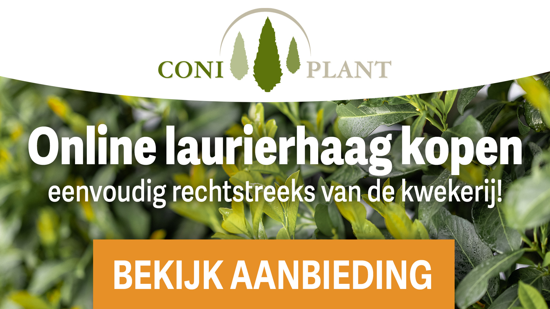 laurierhaag-verkoop-prunus-laurierhagen-kwekerij-tuincentrum-groenblijvende-haagplanten-snel-groeiende-prunus-haag-heg-beplantingsplan-natuurlijke-tuininrichting