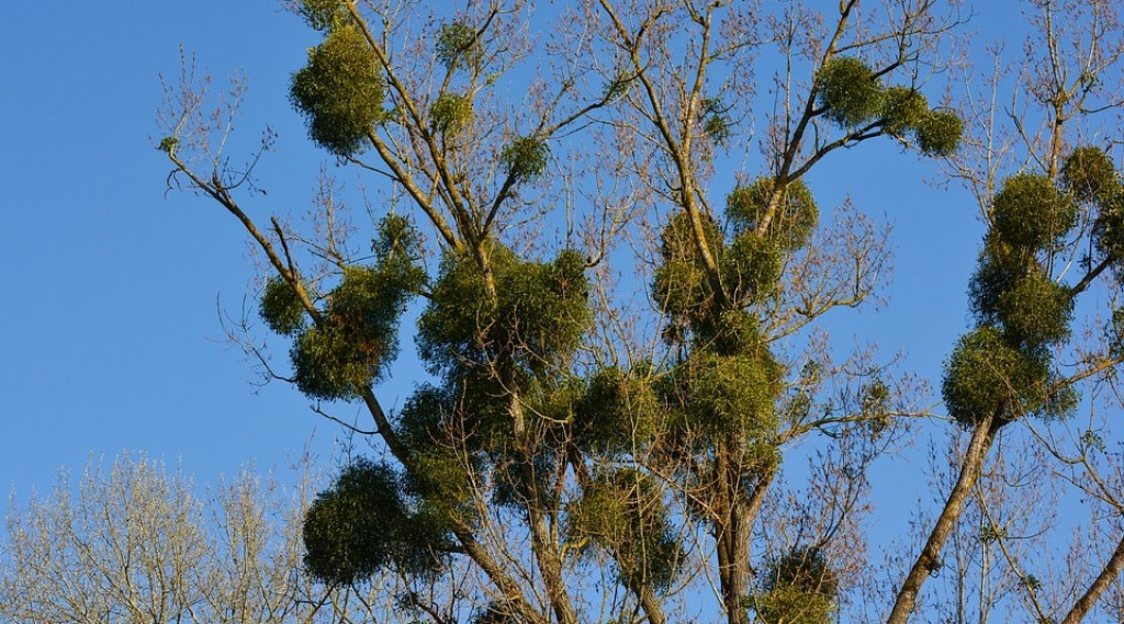 Afbeelding bij Parasitaire planten: stelen om te leven