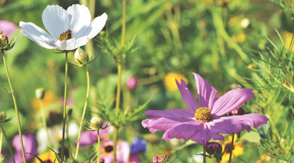 Afbeelding bij Cosmea / Cosmos (eenjarig)