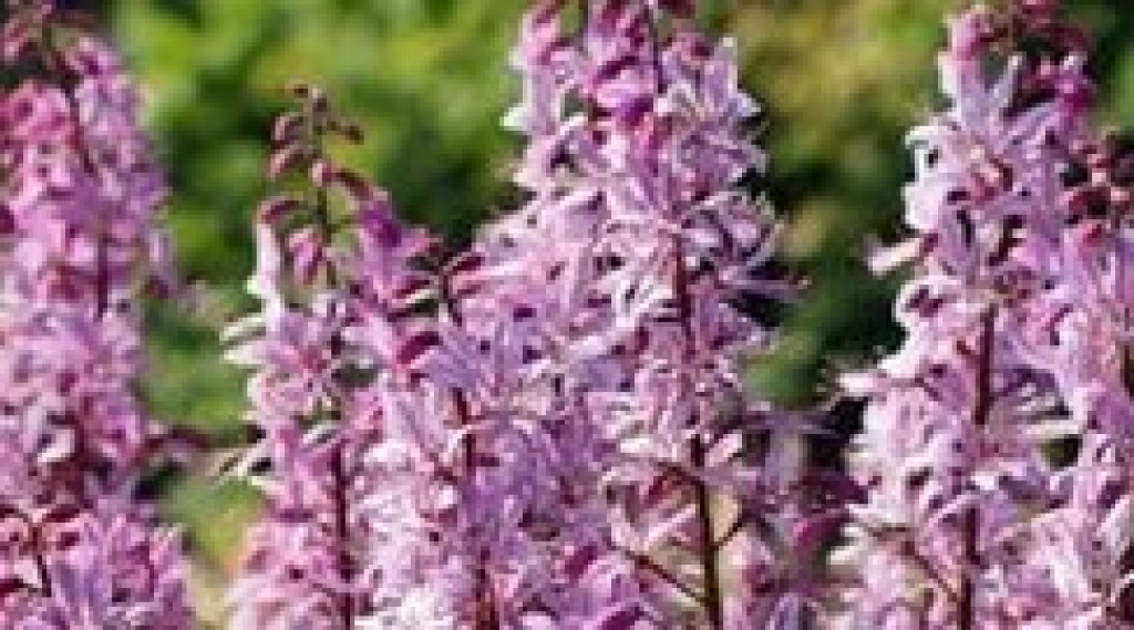 Afbeelding bij Dictamnus / Vuurwerkplant