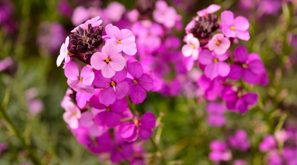 Afbeelding bij Erysimum / Muurbloem / steenraket (soort)
