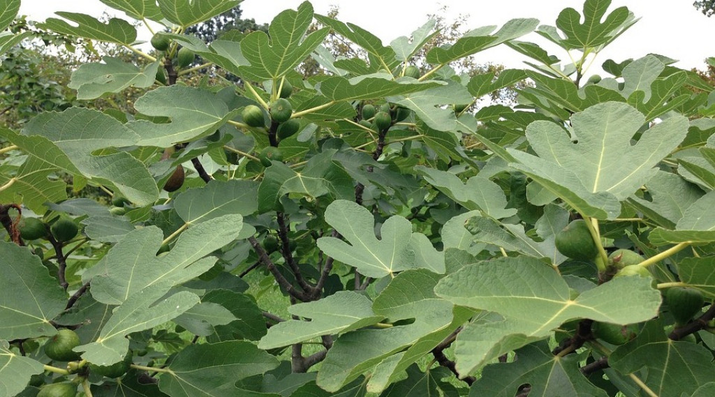 Afbeelding bij Ficus / Vijgenboom