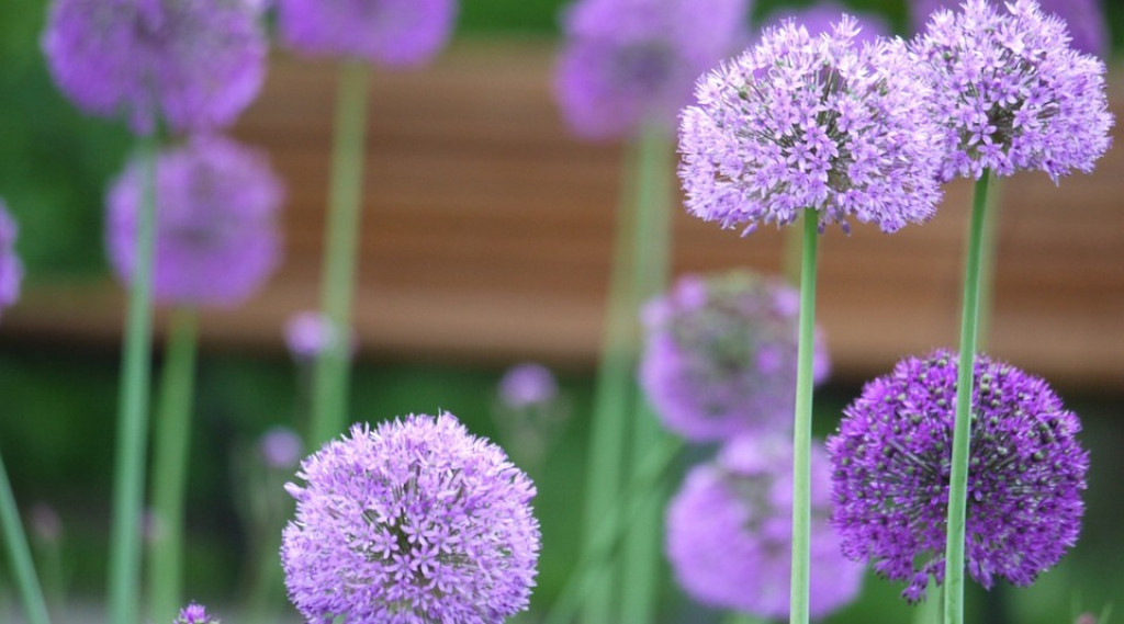 Allium Sierui Soorten Plantinformatie