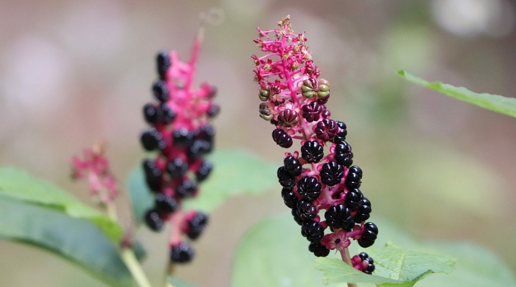 Afbeelding bij Phytolacca  / Karmozijnbes