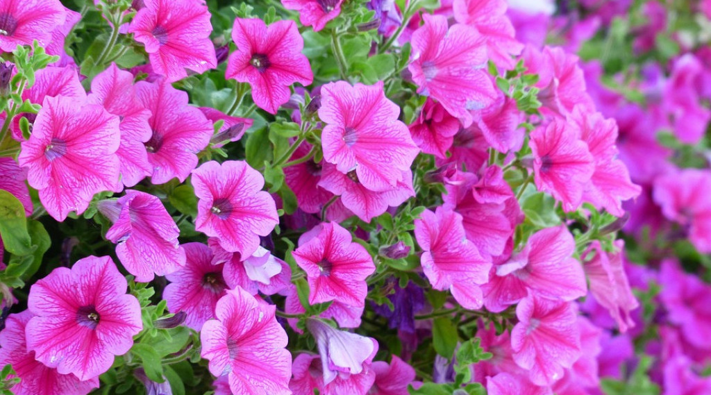 Afbeelding bij Petunia (soort)