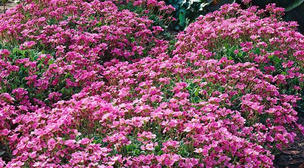 Afbeelding bij Saponaria / Zeepkruid (soort)