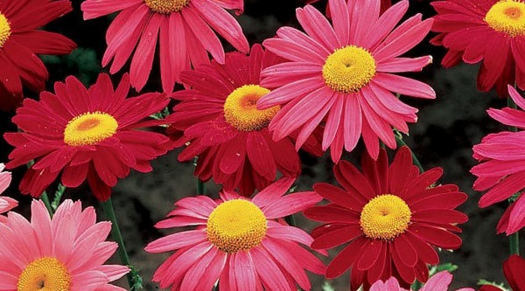 Afbeelding bij Tanacetum / Wormkruid soorten