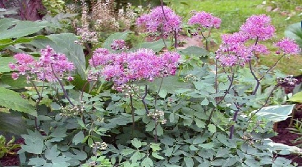 Afbeelding bij Thalictrum / Akelei (soort)